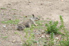 Otospermophilus beecheyi
