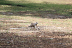 Otospermophilus beecheyi