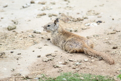 Otospermophilus beecheyi