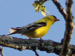 Spinus tristis