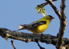 Spinus tristis