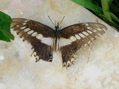 Heraclides ornythion