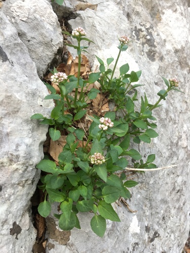 Planinski odoljen (Valeriana montana)