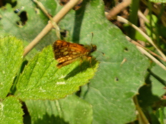 Carterocephalus