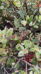 Arctostaphylos morroensis