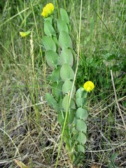 Lathyrus aphaca