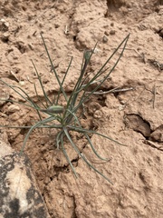 Lygodesmia grandiflora