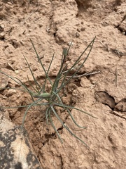 Lygodesmia grandiflora