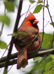 Cardinalis cardinalis