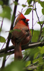 Cardinalis cardinalis