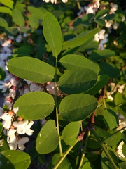 Robinia pseudoacacia
