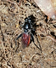 Xylota bicolor