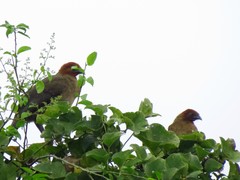 Ortalis erythroptera