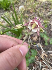 Aquilegia