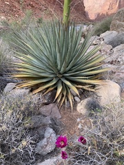 Agave utahensis kaibabensis