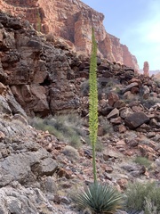 Agave utahensis kaibabensis