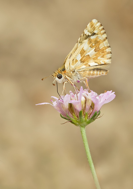 Rosy grizzled skipper