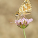 Rosy Grizzled Skipper - Photo (c) Paul Cools, some rights reserved (CC BY-NC)