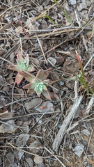 Dudleya caespitosa