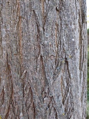 Robinia pseudoacacia