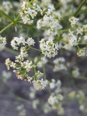 Galium mollugo