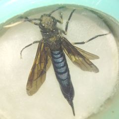 Tremex magus