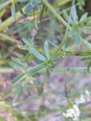 Galium mollugo