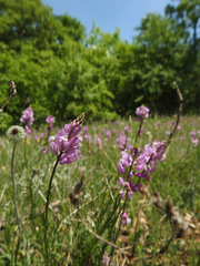 Polygala major