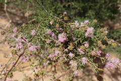 Homalocalyx polyandrus