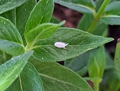 Pycnanthemum californicum