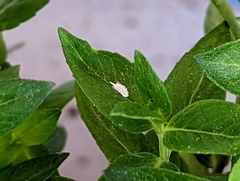 Pycnanthemum californicum