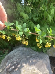 Berberis × ottawensis