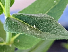 Pycnanthemum californicum