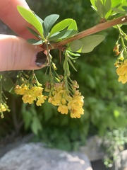 Berberis × ottawensis