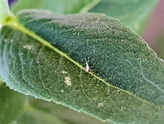 Pycnanthemum californicum