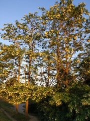 Robinia pseudoacacia