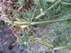 Galium mollugo
