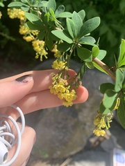 Berberis × ottawensis