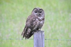 Strix occidentalis caurina