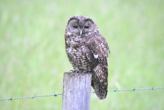 Strix occidentalis caurina