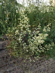 Galium mollugo