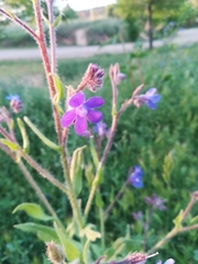 Anchusa azurea