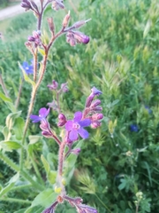 Anchusa azurea