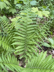 Deparia acrostichoides