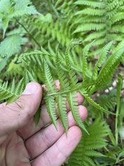 Deparia acrostichoides