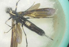 Tremex magus