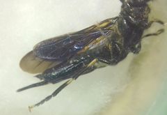 Tremex magus