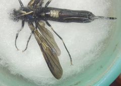 Tremex magus