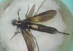 Tremex magus