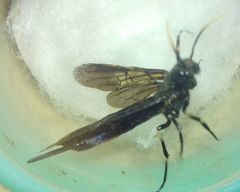 Tremex magus